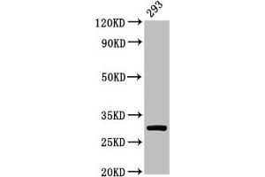 Western Blot Positive WB detected in: 293 whole cell lysate All lanes: RPA2 antibody at 2 μg/mL Secondary Goat polyclonal to rabbit IgG at 1/50000 dilution Predicted band size: 30, 31, 39 kDa Observed band size: 30 kDa (RPA2 Antikörper  (AA 1-267))