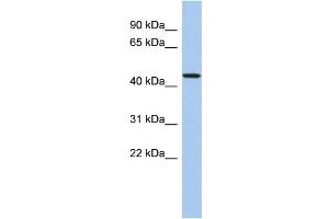 WB Suggested Anti-PDCD7 Antibody Titration: 0. (PDCD7 Antikörper  (N-Term))