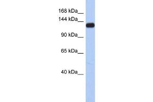 WB Suggested Anti-KCNH7 Antibody Titration:  0.