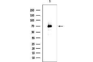 anti-CaM Kinase-Like Vesicle-Associated (CAMKV) (Internal Region) antibody