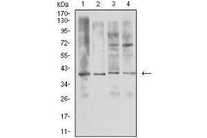 Western blot analysis using TNFSF11 mouse mAb against U937 (1), HL-60 (2), Raji (3), and Ramos (4) cell lysate. (RANKL Antikörper  (AA 74-308))