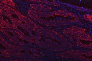 IF analysis of TST using anti-TST antibody (ABIN7599105).
