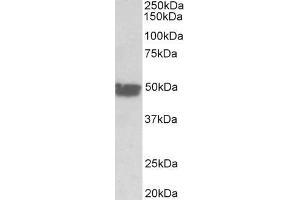 ABIN5539708 (0. (KRT20 Antikörper  (AA 48-60))