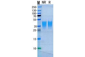 Validation with Western Blot (EPO Protein)