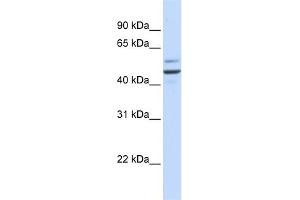 WB Suggested Anti-GOLM1 Antibody Titration: 0.