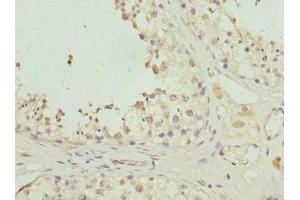 Immunohistochemistry of paraffin-embedded human testis tissue using ABIN7162350 at dilution of 1:100 (GPR68 Antikörper  (AA 276-365))