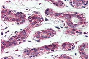 Anti-TAOK1 antibody  ABIN1049394 IHC staining of human breast. (TAO Kinase 1 (TAOK1) (Internal Region) Antikörper)
