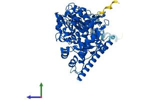 Protein Structure (PS) image for Cytochrome P450, Family 46, Subfamily A, Polypeptide 1 (CYP46A1) (AA 1-500) protein (His tag) (ABIN7546690)