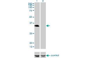 Western blot analysis of HLF over-expressed 293 cell line, cotransfected with HLF Validated Chimera RNAi (Lane 2) or non-transfected control (Lane 1).