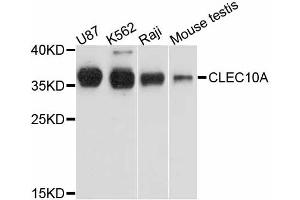 Western blot analysis of extracts of various cell lines, using CLEC10A antibody. (CLEC10A Antikörper)