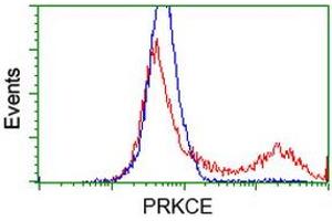HEK293T cells transfected with either RC217702 overexpress plasmid (Red) or empty vector control plasmid (Blue) were immunostained by anti-PRKCE antibody (ABIN2454194), and then analyzed by flow cytometry. (PKC epsilon Antikörper)
