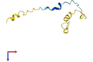 CDC42SE1 Protein (AA 1-80) (Fc Tag)