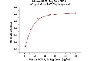 Immobilized Mouse BAFF, Tag Free (ABIN6386416,ABIN6388247) at 5 μg/mL (100 μL/well) can bind Mouse BCMA, Fc Tag (ABIN5674646,ABIN6253667) with a linear range of 0. (BAFF Protein (AA 127-309))