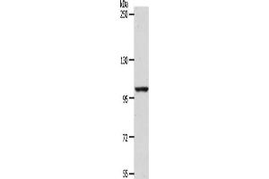 Gel: 8 % SDS-PAGE, Lysate: 40 μg, Lane: NIH/3T3 cells, Primary antibody: ABIN7189656(ADAMTS17 Antibody) at dilution 1/1200, Secondary antibody: Goat anti rabbit IgG at 1/8000 dilution, Exposure time: 1 hour (ADAMTS17 Antikörper)