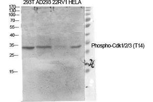 Western Blot (WB) analysis of specific cells using Phospho-Cdk1/2/3 (T14) Polyclonal Antibody. (CDK1/2/3 (pThr14) Antikörper)