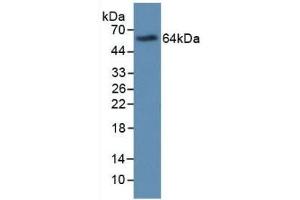 Major Basic Protein Antikörper  (AA 105-222)