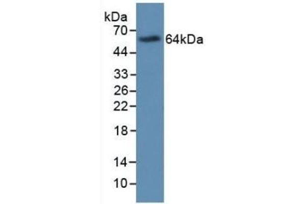 Major Basic Protein Antikörper  (AA 105-222)