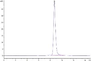 The purity of Cynomolgus MMP-8 is greater than 95 % as determined by SEC-HPLC. (MMP8 Protein (AA 21-467) (His tag))