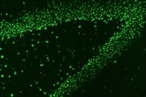IF analysis of HnRNP A1 using anti-HnRNP A1 antibody (ABIN4886621). (HNRNPA1 Antikörper  (N-Term))
