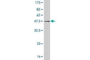 Western Blotting (WB) image for anti-MAP Kinase Interacting serine/threonine Kinase 2 (MKNK2) (AA 1-158) antibody (ABIN516166)