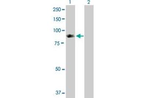 Western Blot analysis of SH2D3C expression in transfected 293T cell line by SH2D3C MaxPab polyclonal antibody.