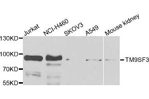 Western blot analysis of extracts of various cells, using TM9SF3 antibody. (TM9SF3 Antikörper)