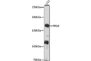 Western blot analysis of extracts of LO2 cells, using PRG4 antibody (ABIN7269722) at 1:1000 dilution. (Proteoglycan 4 Antikörper  (AA 1264-1363))
