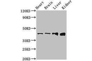 Western Blot Positive WB detected in: Rat heart tissue, Mouse brain tissue, Mouse liver tissue, Mouse kidney tissue All lanes: RUNX3 antibody at 3 μg/mL Secondary Goat polyclonal to rabbit IgG at 1/50000 dilution Predicted band size: 45, 46 kDa Observed band size: 45 kDa (RUNX3 Antikörper  (AA 1-415))