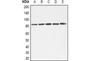 Western blot analysis of TLE1/2/3/4 expression in A549 (A), K562 (B), Hela (C), NIH3T3 (D), mouse liver (E) whole cell lysates. (TLE1/2/3/4 (C-Term) Antikörper)