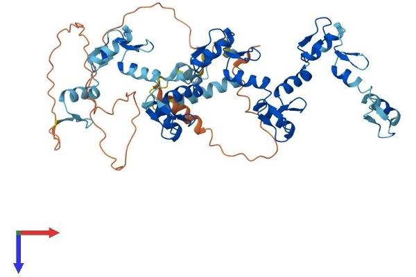ZNF565 Protein (AA 1-539) (His tag)
