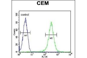 INB Antibody (C-term) (ABIN654447 and ABIN2844181) flow cytometric analysis of CEM cells (right histogram) compared to a negative control cell (left histogram). (INPP5B Antikörper  (C-Term))