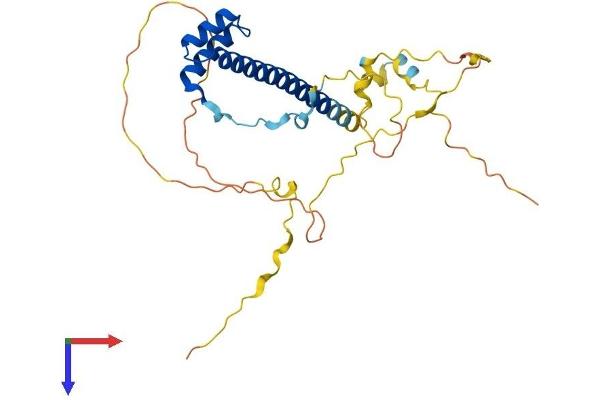 TLX3 Protein (AA 1-291) (His tag)