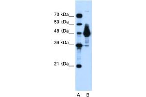 WB Suggested Anti-ENO1 Antibody Titration:  0. (ENO1 Antikörper  (Middle Region))