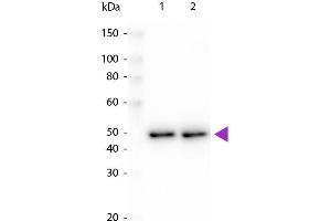 Western blot of Peroxidase conjugated Rabbit Anti-DYKDDDDK same epitope as Sigma's Anti-FLAG antibody.