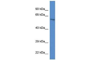 WB Suggested Anti-Zkscan1 Antibody   Titration: 1. (ZKSCAN1 Antikörper  (C-Term))