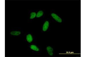 Immunofluorescence of purified MaxPab antibody to POU2F1 on HeLa cell. (POU2F1 Antikörper  (AA 1-743))