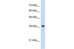 Western Blotting (WB) image for anti-Chromosome 19 Open Reading Frame 47 (C19orf47) antibody (ABIN2463184) (C19orf47 Antikörper)