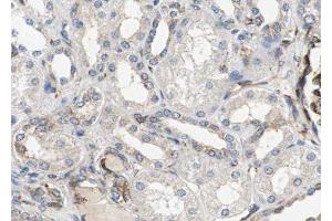 ABIN6277788 at 1/100 staining Human kidney tissue by IHC-P. (RAB10 Antikörper  (C-Term))