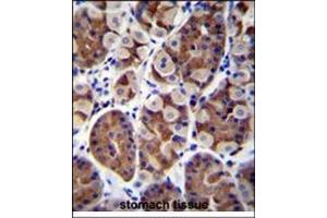 Immunohistochemistry analysis in Formalin Fixed, Paraffin Embedded Human stomach tissue stained with SH2D4B Antibody (C-term) followed by peroxidase conjugation of the secondary antibody and DAB staining. (SH2D4B Antikörper  (C-Term))