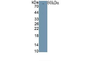 Detection of Recombinant Klotho, Rat using Polyclonal Antibody to Klotho (KL) (Klotho Antikörper  (AA 517-956))
