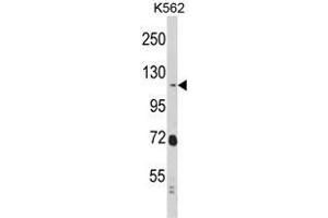 Western blot analysis of RASIP1 Antibody (Center) in K562 cell line lysates (35ug/lane). (RASIP1 Antikörper  (Middle Region))