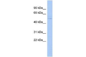 WB Suggested Anti-LHX3 Antibody Titration:  0. (LHX3 Antikörper  (Middle Region))