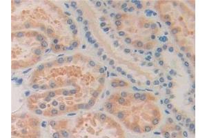 Detection of ISLR in Human Kidney Tissue using Polyclonal Antibody to Immunoglobulin Superfamily Containing Leucine Rich Repeat Protein (ISLR) (ISLR Antikörper  (AA 19-428))