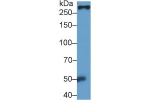 Detection of FN in Rat Serum using Monoclonal Antibody to Fibronectin (FN) (Fibronectin Antikörper  (AA 355-558))
