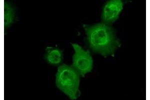Anti-MAPK11 mouse monoclonal antibody (ABIN2453276) immunofluorescent staining of COS7 cells transiently transfected by pCMV6-ENTRY MAPK11 (RC206583). (MAPK11 Antikörper)