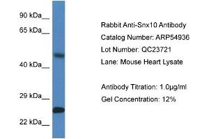 Western Blotting (WB) image for anti-Sorting Nexin 10 (SNX10) (Middle Region) antibody (ABIN2785961) (SNX10 Antikörper  (Middle Region))