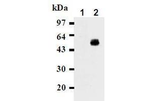 Western Blotting (WB) image for anti-CD274 (PD-L1) antibody (ABIN1449170) (PD-L1 Antikörper)