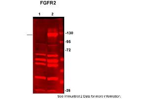 Sample Type: HEK293 (20ug)Primary Dilution:1:200Secondary Dilution:1:5000Image Submitted by: Anonymous&rarr,See Customer Feedback section for detailed Information (FGFR2 Antikörper  (C-Term))