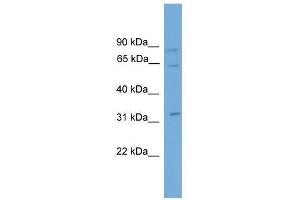 CAPN11 antibody used at 0.