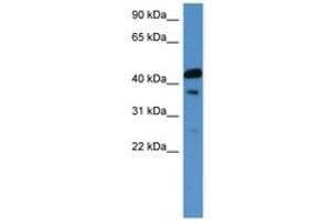 Image no. 1 for anti-Calcitonin Receptor (CALCR) (C-Term) antibody (ABIN6746629) (Calcitonin Receptor Antikörper  (C-Term))